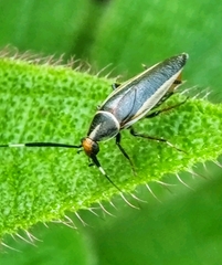 Hemithyrsocera histrio