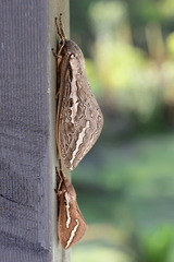 Abantiades latipennis