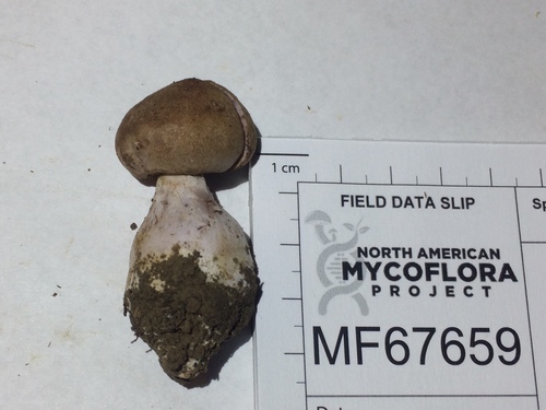 Cortinarius coalescens image