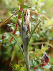 Argyrotegium poliochlorum