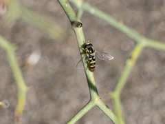 Ischiodon aegyptius