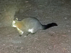 Trichosurus vulpecula fuliginosus
