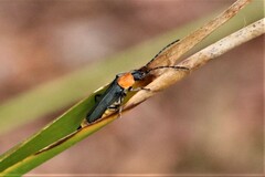 Chauliognathus tricolor
