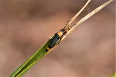 Chauliognathus tricolor