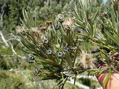 Olearia pinifolia