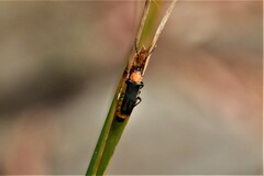 Chauliognathus tricolor