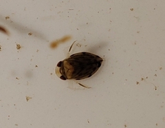 Corixoidea