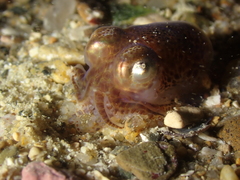 Sepiolidae