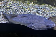 Oxyeleotris lineolata