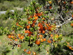 Coprosma nitida