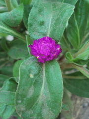 Gomphrena globosa