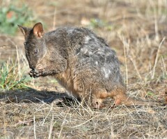 Thylogale billardierii