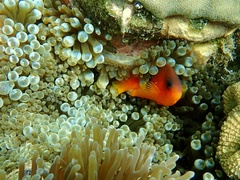 Amphiprion ephippium