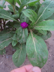 Gomphrena globosa