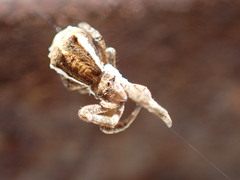 Uloboridae