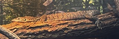 Varanus timorensis