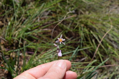 Tulbaghia natalensis