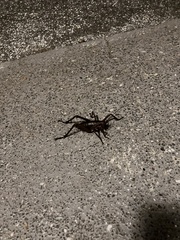 Deinacrida heteracantha