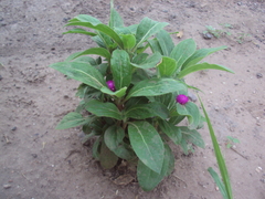 Gomphrena globosa