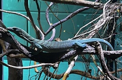 Varanus prasinus