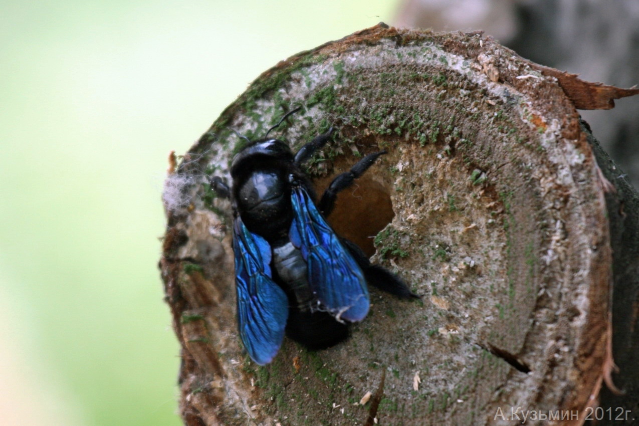 Пчела-плотник Обыкновенная (Xylocopa valga)