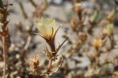 Mentzelia hirsutissima