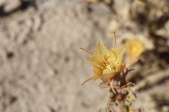 Mentzelia hirsutissima