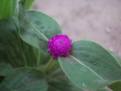 Gomphrena globosa