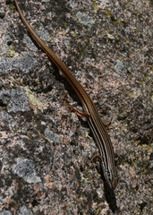 Ctenotus