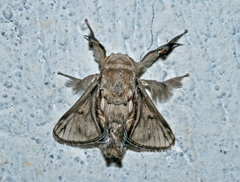 Paleophobetron cinereum