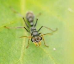 Myrmecia pilosula