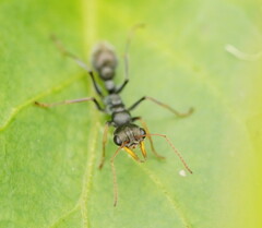 Myrmecia pilosula