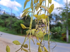 Argiope versicolor