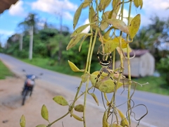 Argiope versicolor