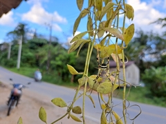 Argiope versicolor