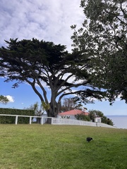 Porphyrio hochstetteri