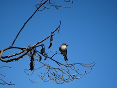 Pyrocephalus rubinus