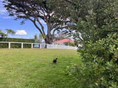 Porphyrio hochstetteri