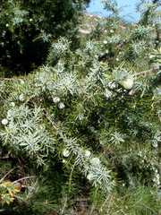 Juniperus macrocarpa