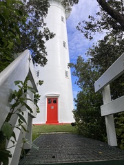 Porphyrio hochstetteri