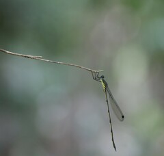 Synlestes selysi