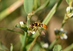 Sphaerophoria rueppellii