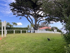 Porphyrio hochstetteri