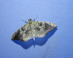 Pantographa