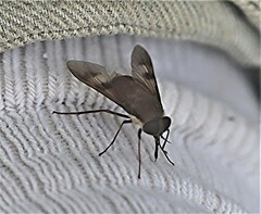 Copidapha quadrimacula