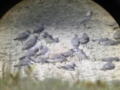 Anarhynchus frontalis