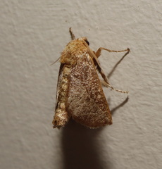 Anaxidia lozogramma