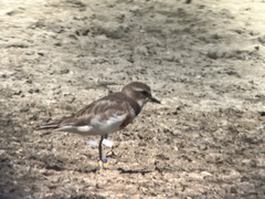 Charadrius bicinctus