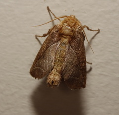 Anaxidia lozogramma