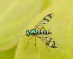 Chrysosomatini